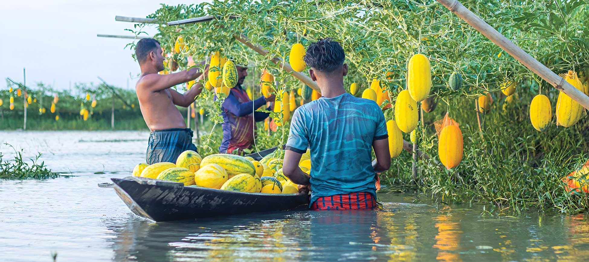 The Pond edge Vegetable Farming