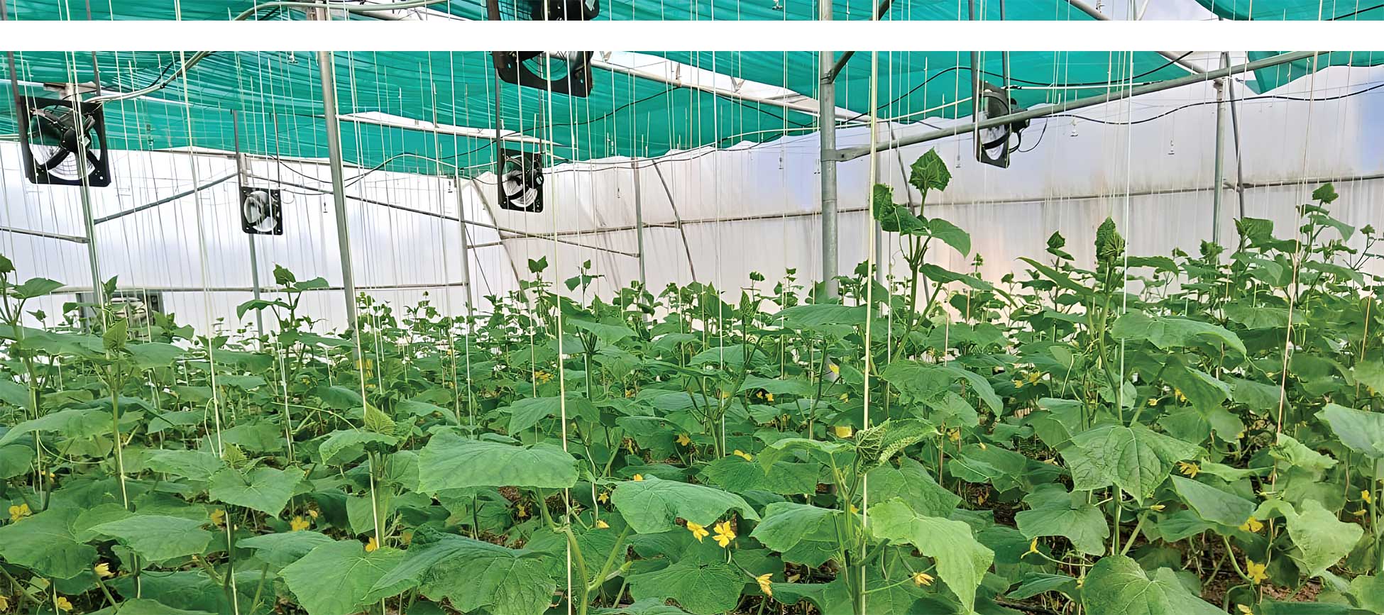 Poly House Protected Cultivation